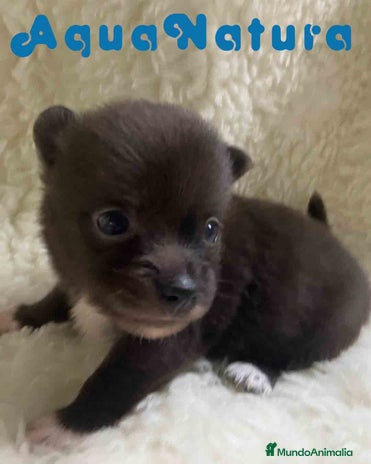 Pomchi perros - Anuncio 3