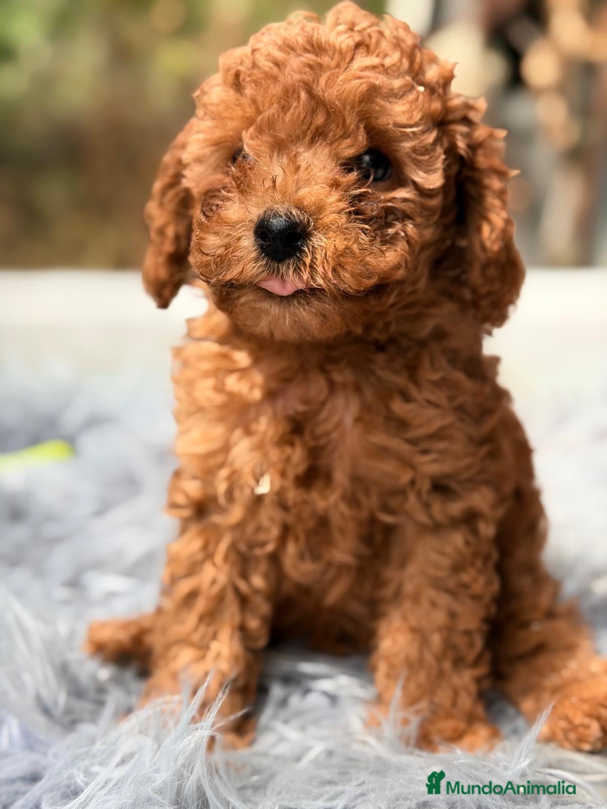 Caniche Toy perros CANICHE TOY ROJO PIMENTÓN CALIDAD - Anuncio 19