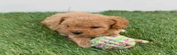 Caniche Toy perros en venta: Caniche toy asiaticos - Anuncio 4