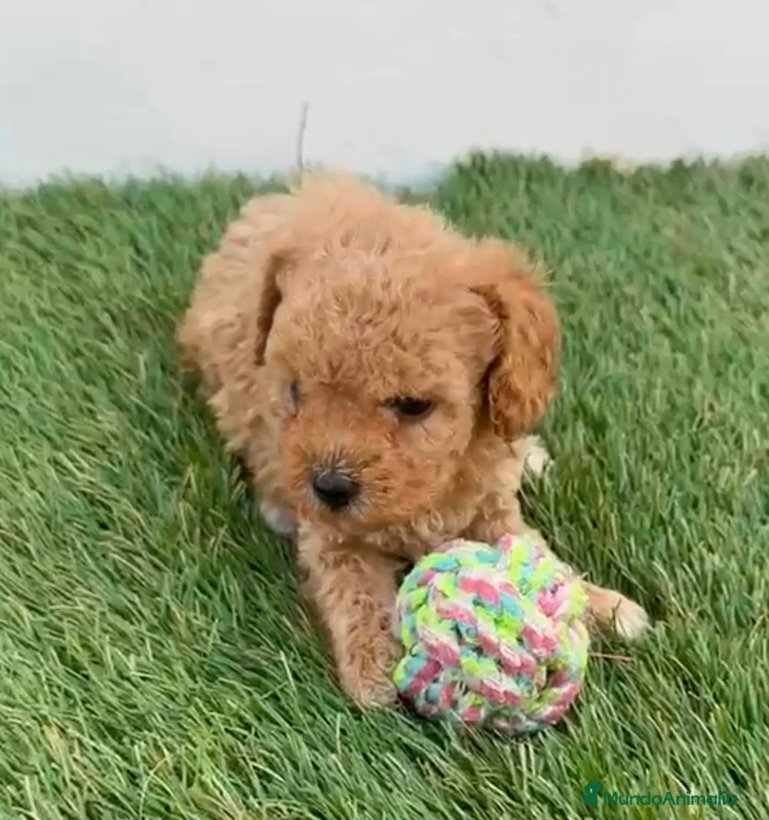 Caniche Toy perros en venta: Caniche toy asiaticos - Anuncio 4