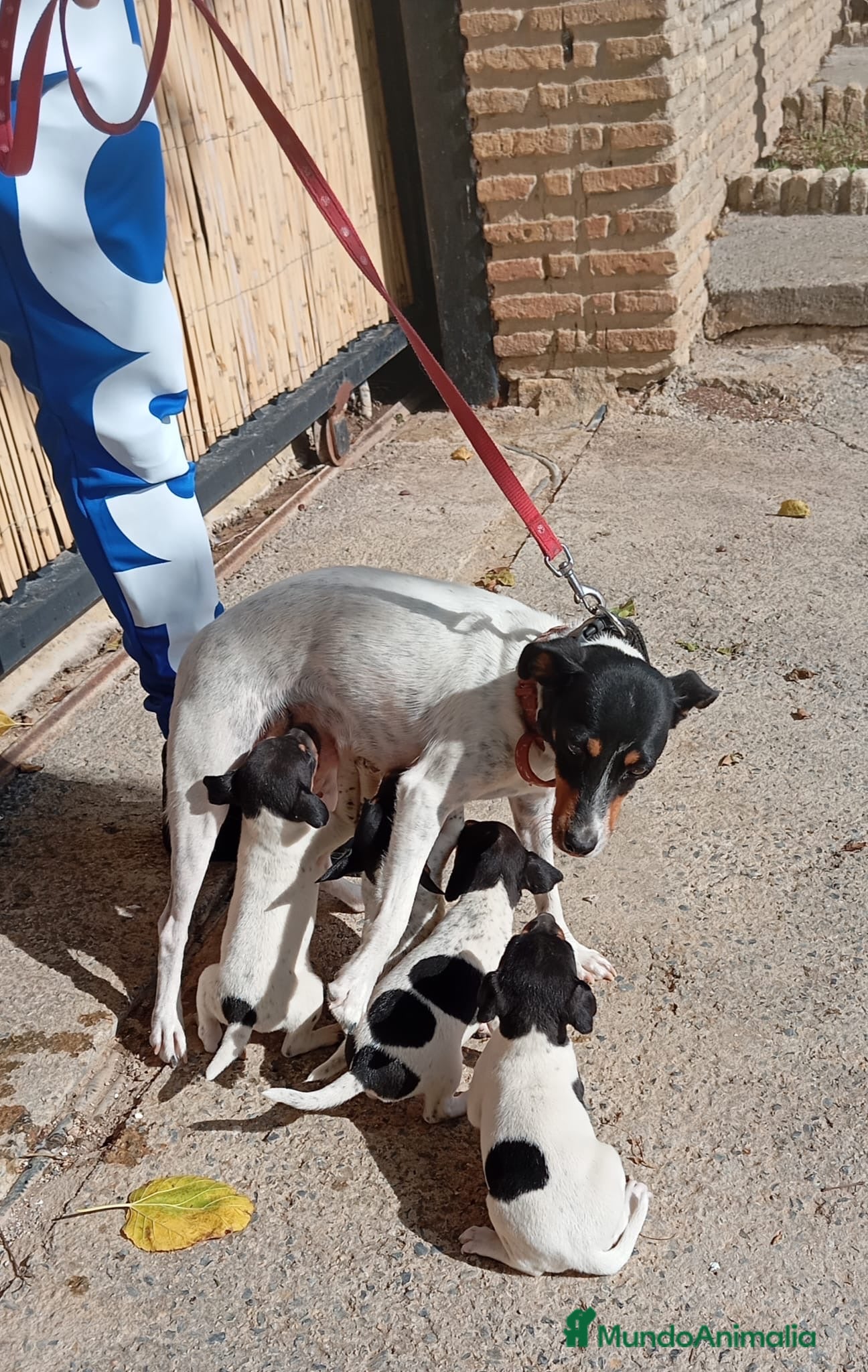 Ratonero Bodeguero Andaluz perros Bodegueros jerezanos Minis Máxima Calidad - Anuncio 1