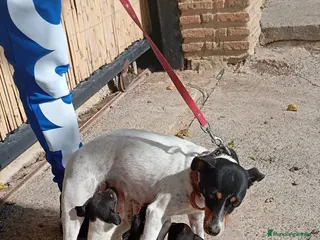 Ratonero Bodeguero Andaluz perros Bodegueros jerezanos Minis Máxima Calidad - Anuncio 1