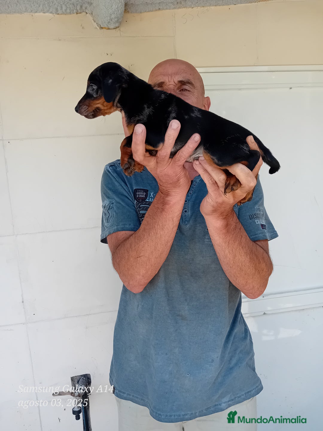 Pinscher Miniatura perros en venta: Pincher blue merle - Imagen 2