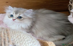 Británico de Pelo Largo gatos en venta: Gatita British longhair azul golden, - Imagen 3