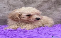Caniche Toy perros en venta: Caniche apricot - Imagen 1