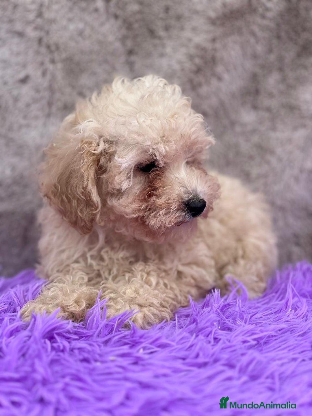 Caniche Toy perros en venta: Caniche apricot - Imagen 1