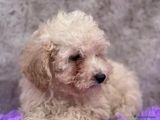 Caniche Toy perros Caniche apricot - Anuncio 33