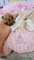 Maltipoo perros - Anuncio 5