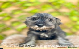 Schnauzer Miniatura perros en venta: Camada de Xiomara en Madrid - Imagen 3