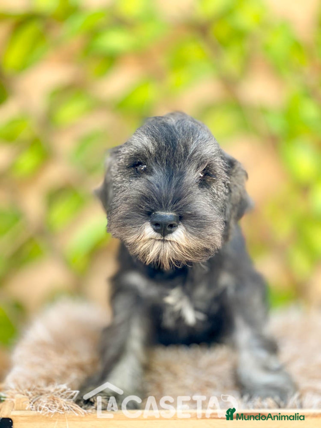 Schnauzer Miniatura perros en venta: Camada de Xiomara en Madrid - Imagen 3