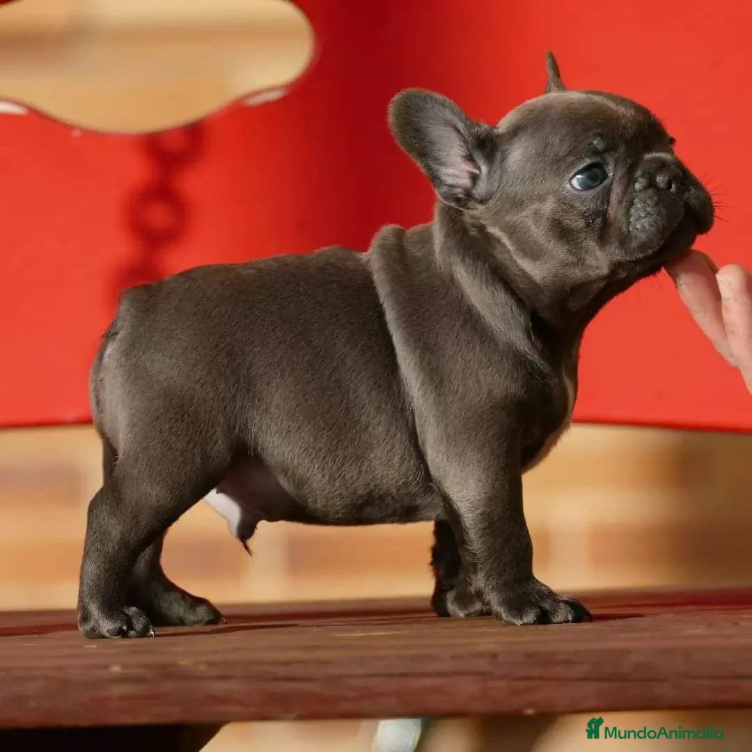 Bulldog Francés perros en venta: Cachorros de Bulldog Frances  - Anuncio 2