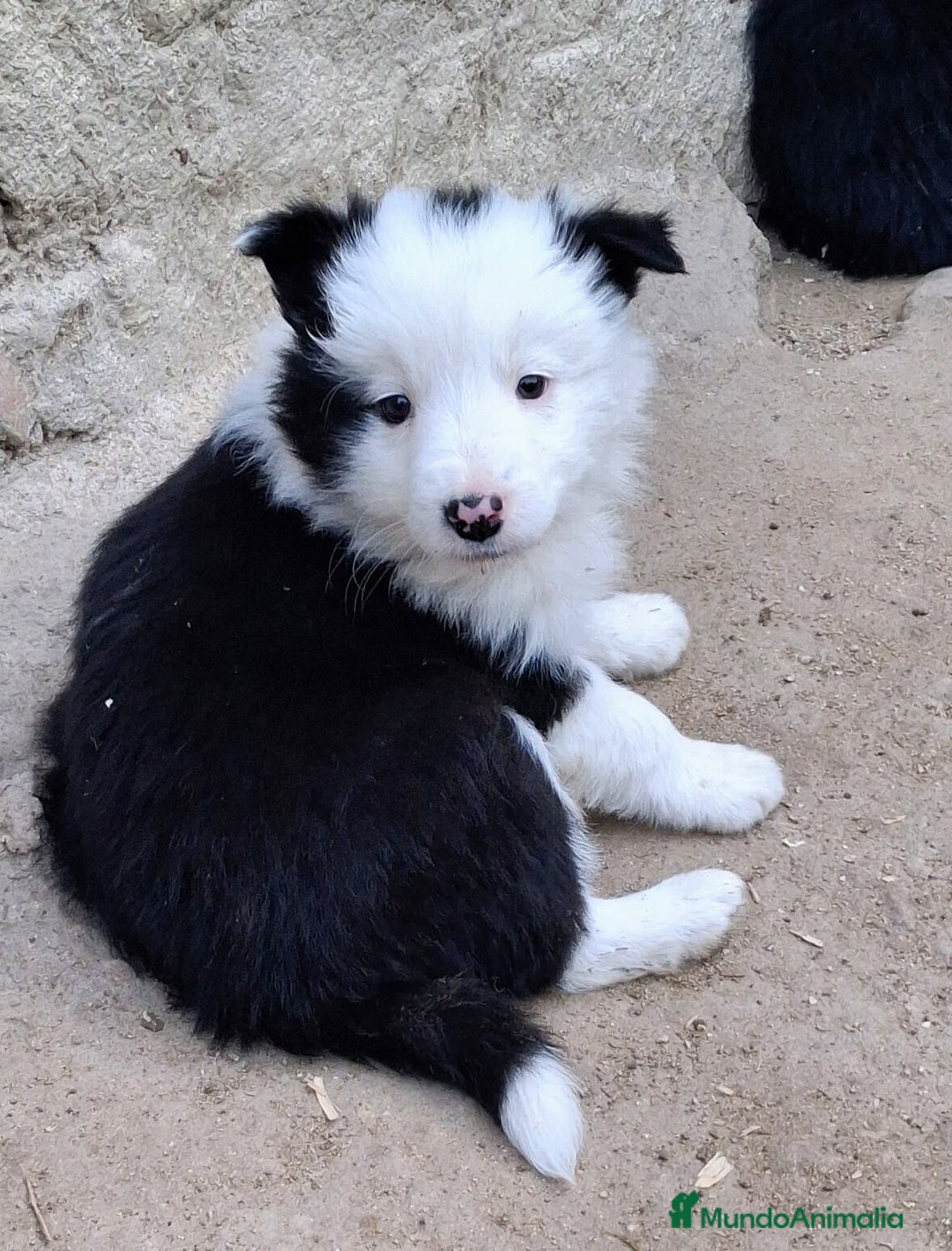 Border Collie perros en venta: Boder collie Navalcarnero  - Anuncio 2