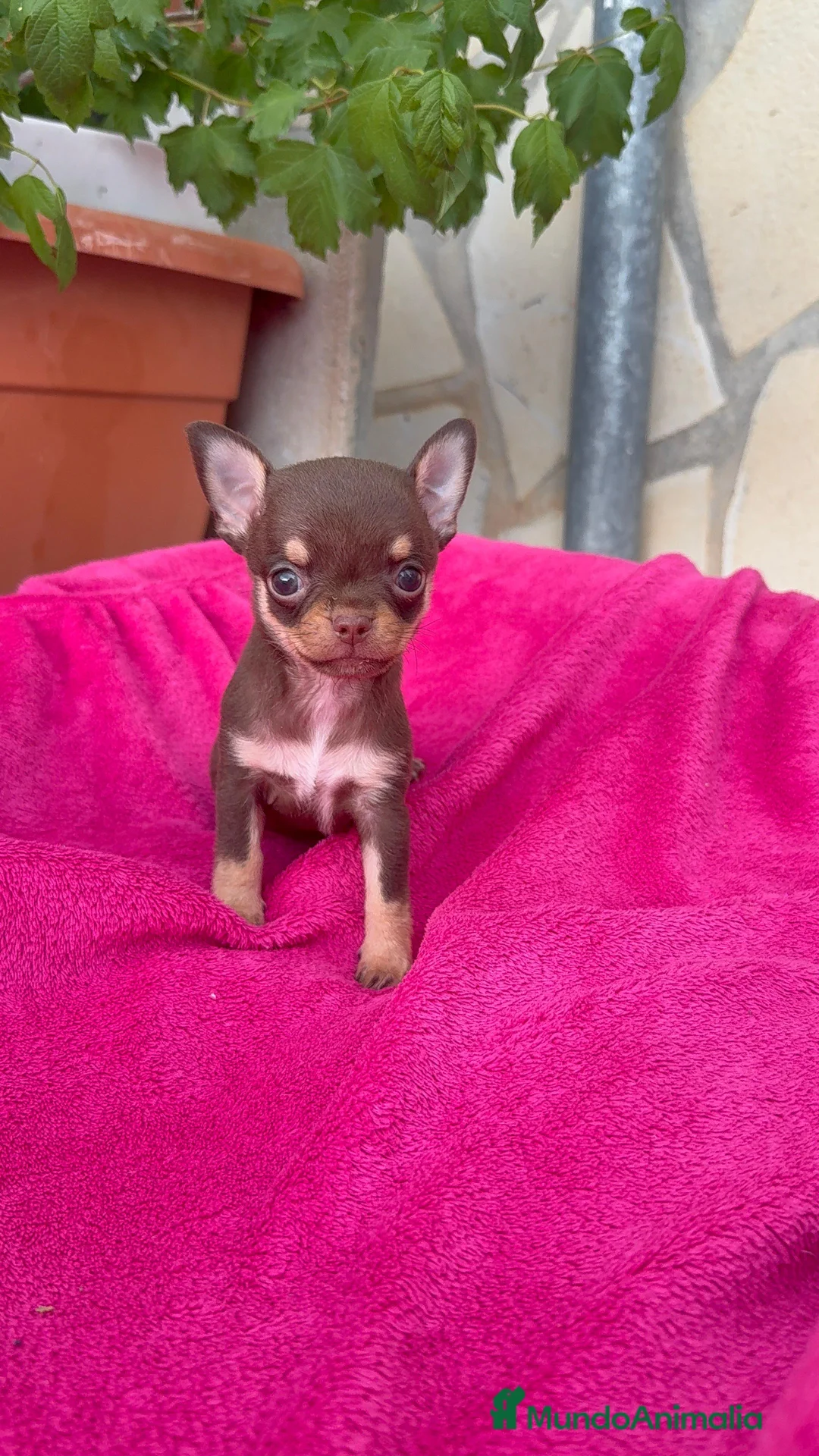 Chihuahua perros en venta: Chihuahua Toy cabeza manzana macho chocolate  - Anuncio 2