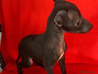 Pequeño Lebrel Italiano perros Lebrel Italiano Macho 7346 de BN - AQUANATURA en Barcelona - Anuncio 29