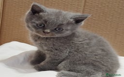 Británico de Pelo Corto gatos en venta: British Shorthair  - Imagen 4