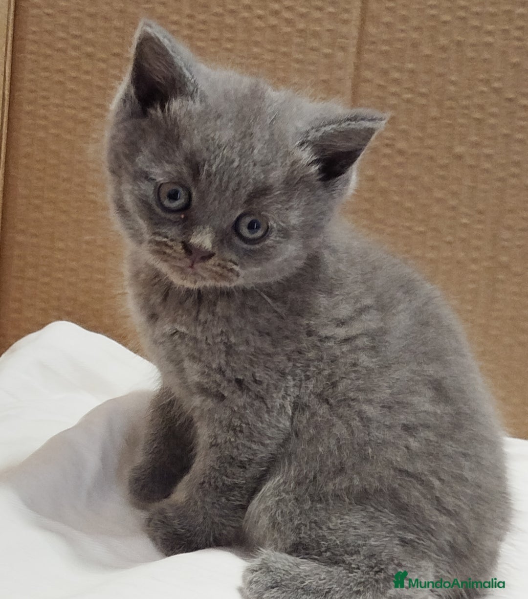 Británico de Pelo Corto gatos en venta: British Shorthair  - Imagen 4