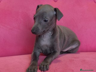 Pequeño Lebrel Italiano perros Piccolo Gris blue y Isabello Machos - Anuncio 1
