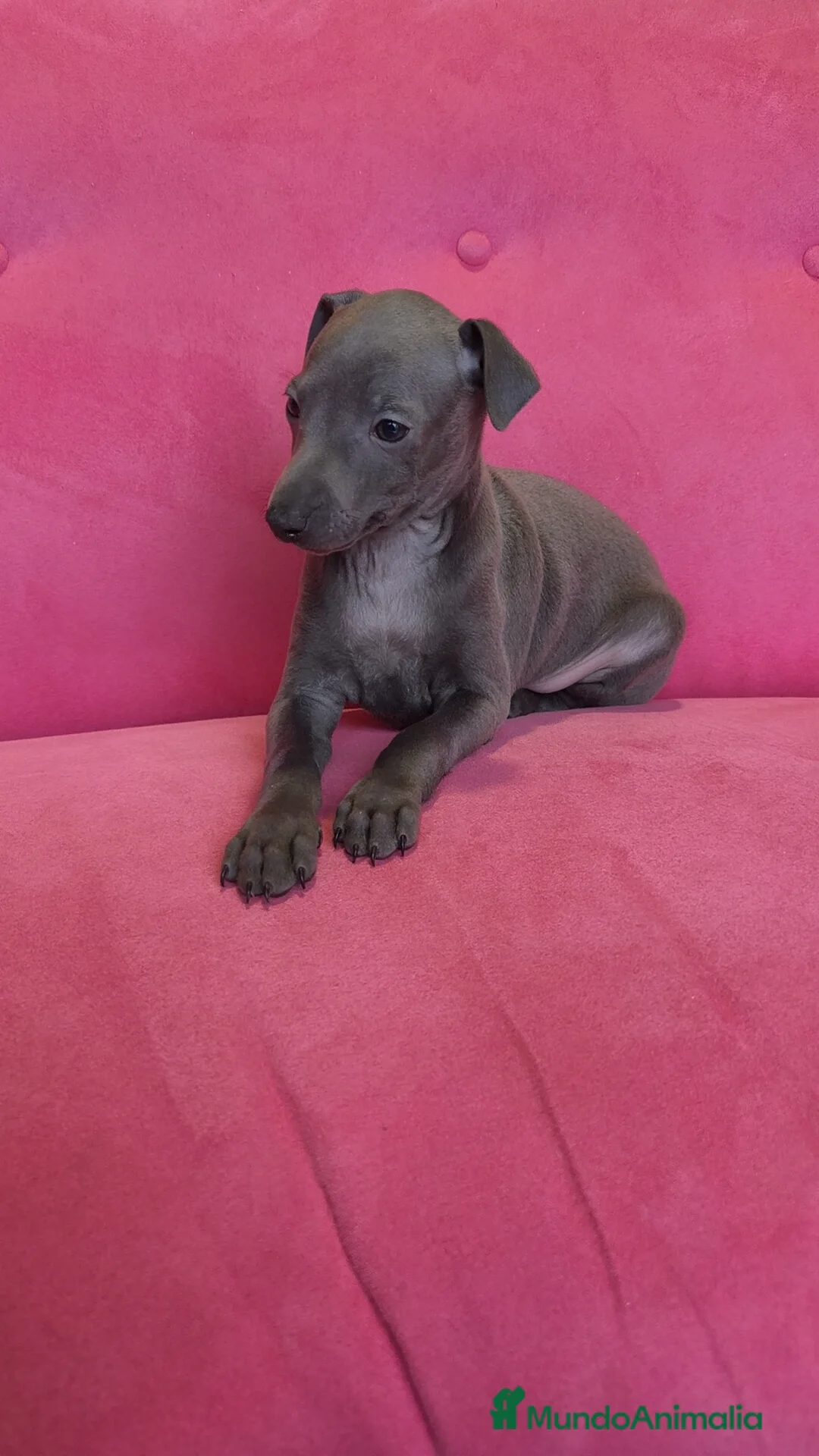 Pequeño Lebrel Italiano perros en venta: Piccolo Gris blue y Isabello Machos - Anuncio 1