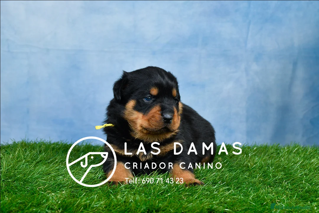 Rottweiler perros en venta: CACHORROS DE ROTTWEILER - Anuncio 2