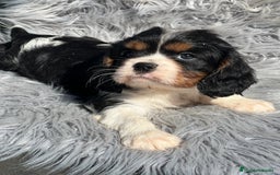Cavalier King Charles Spaniel perros en venta: Cavalier tricolor macho  - Imagen 4