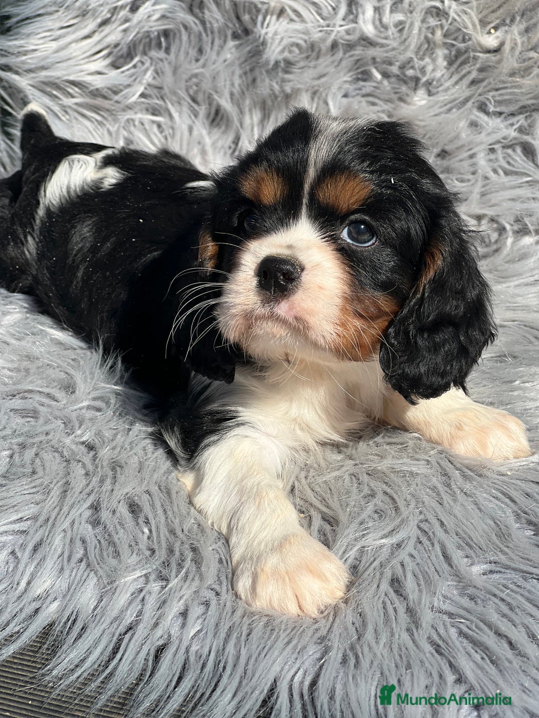 Cavalier King Charles Spaniel perros en venta: Cavalier tricolor macho  - Imagen 4
