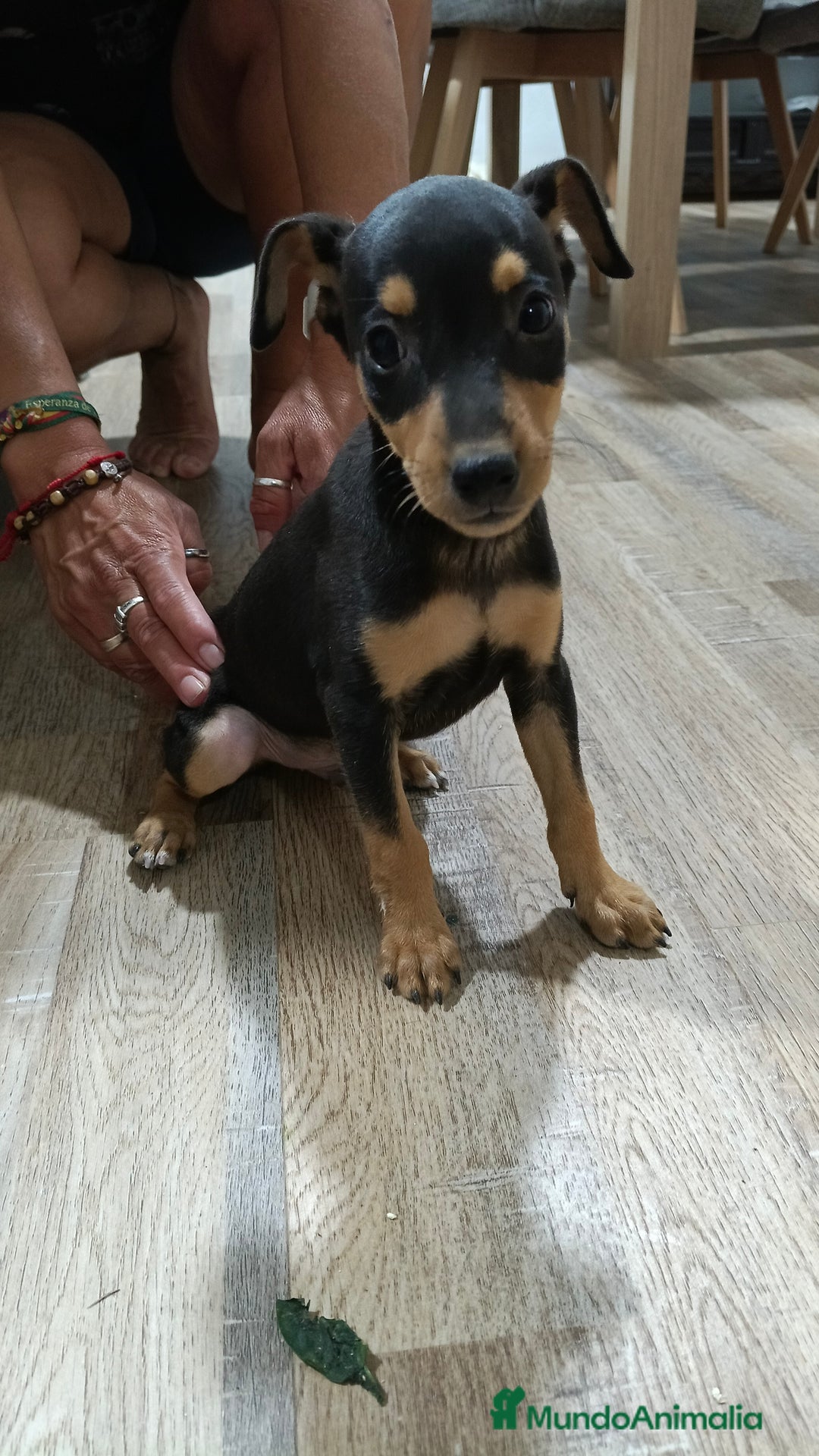 Pinscher Miniatura perros en venta: Mini pinche  - Imagen 2