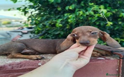 Teckel Miniatura perros en venta: Cachorrito teckel precio real  - Imagen 5