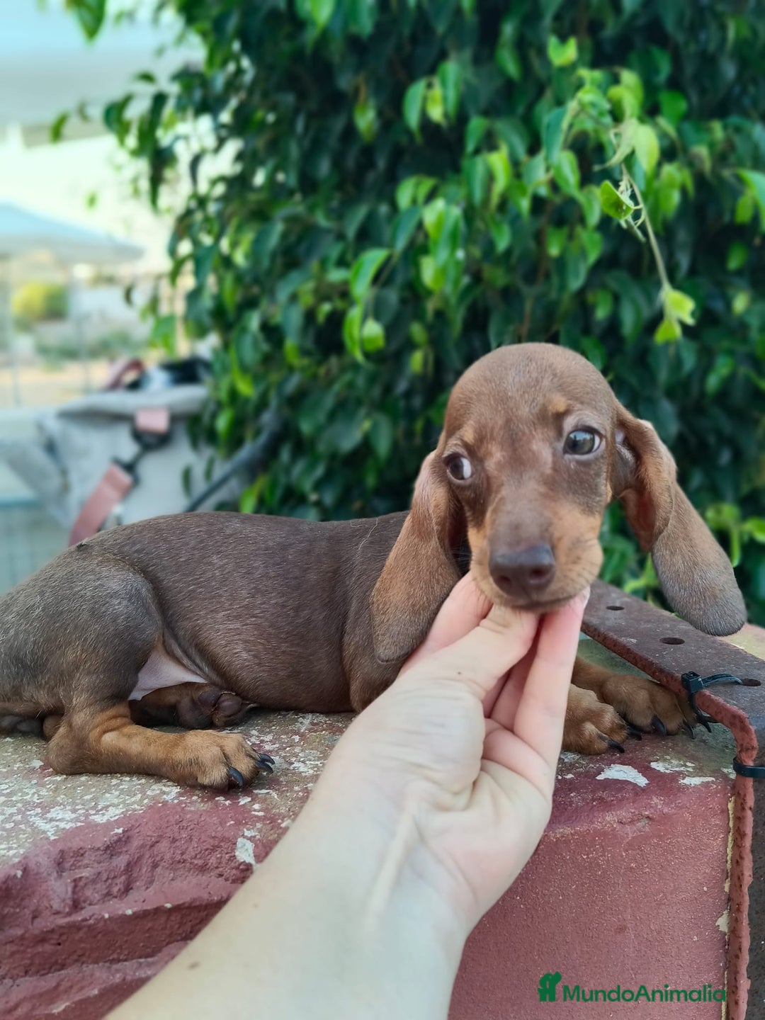 Teckel Miniatura perros en venta: Cachorrito teckel precio real  - Imagen 5