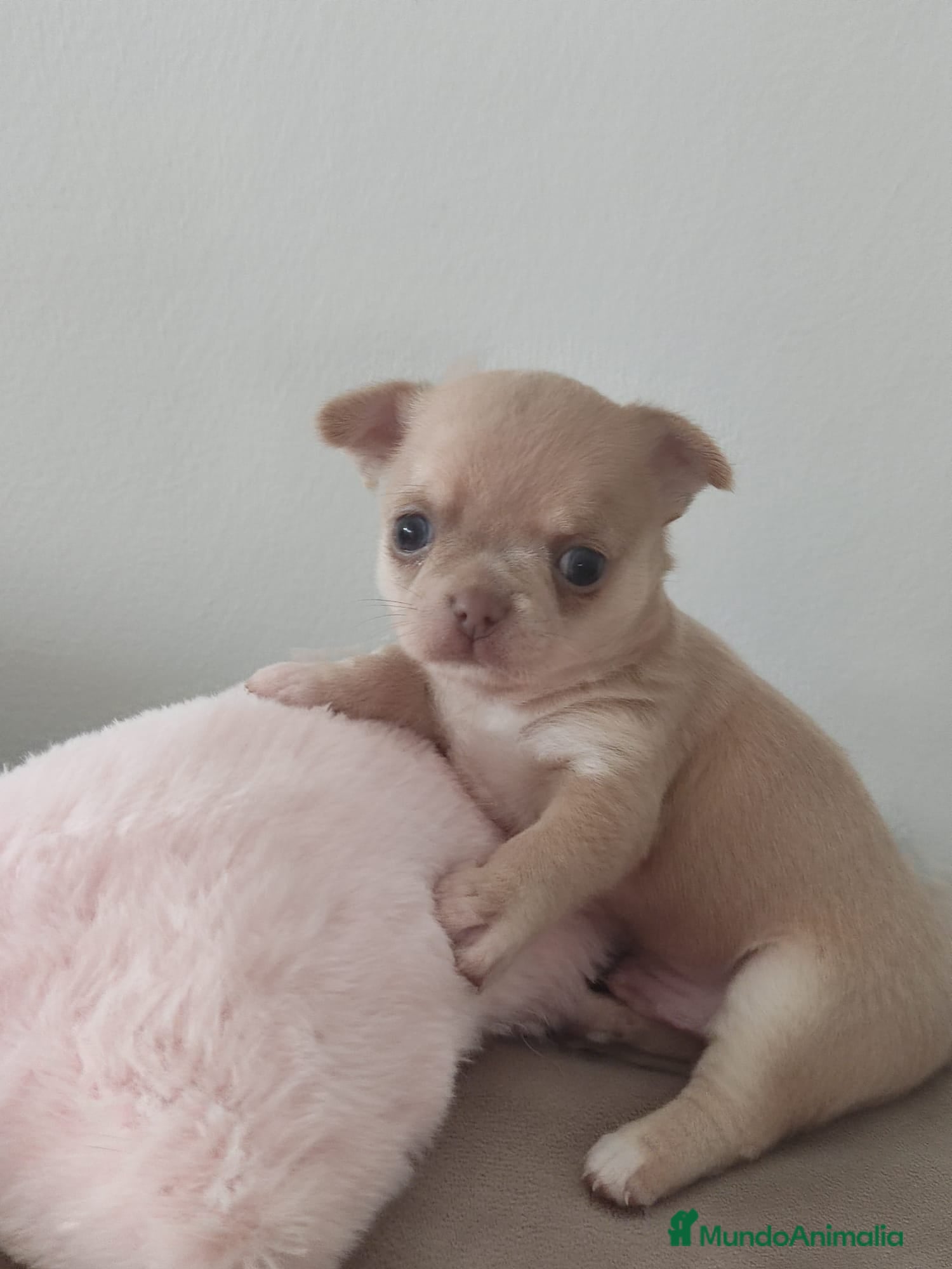 Chihuahua perros en venta: Disponible Chihuahuas Rusos Machos - Anuncio 1