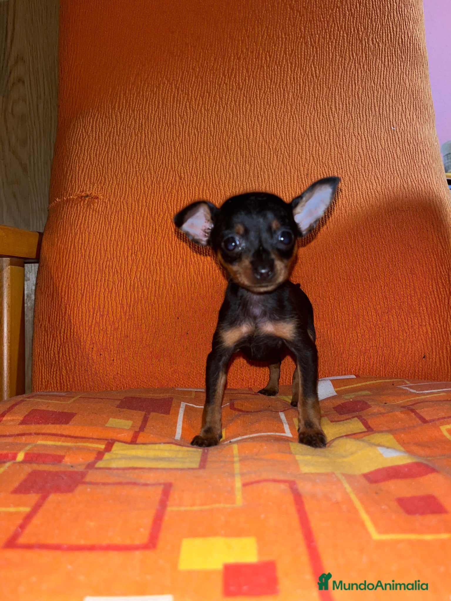Ratón de Praga perros en venta: Auténtico Ratón de Praga  - Anuncio 3