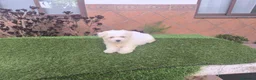 Bichón Maltés perros en venta: Bichón maltes  - Anuncio 2