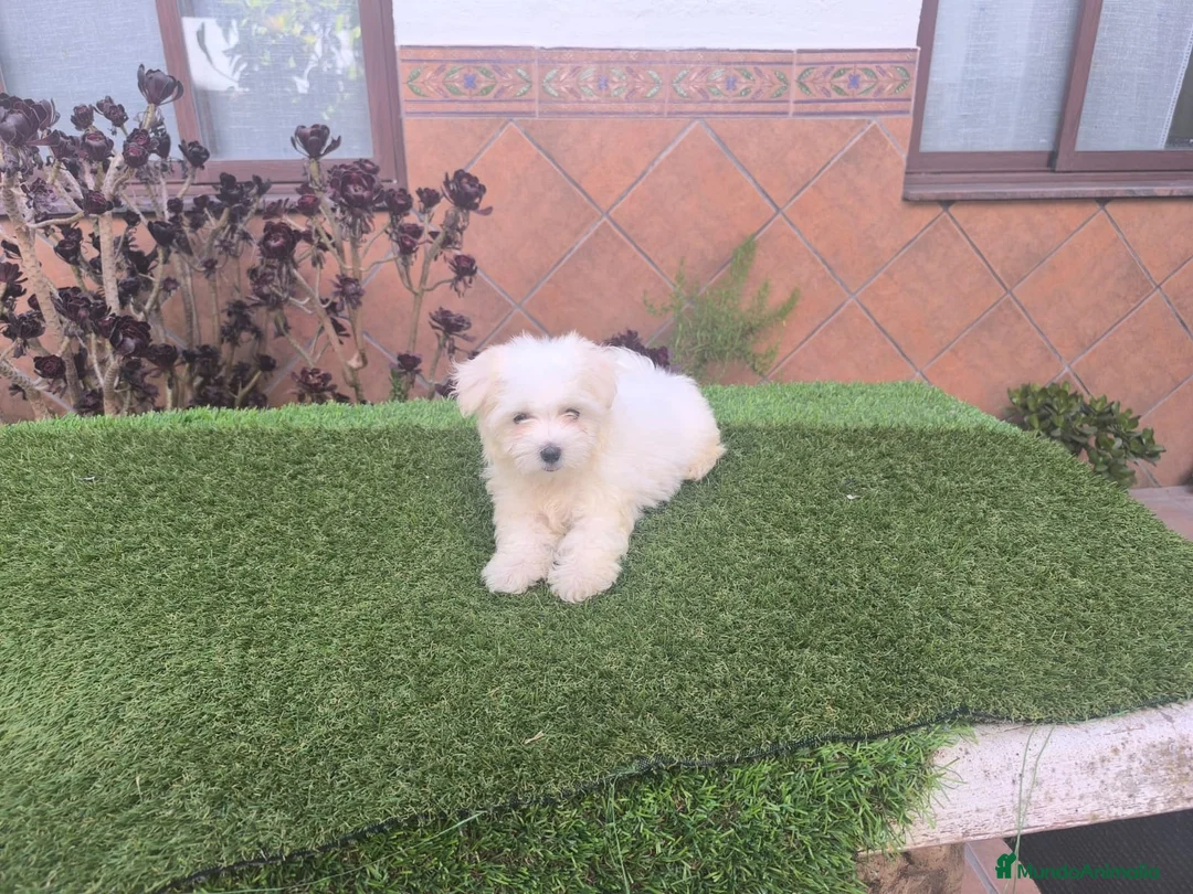 Bichón Maltés perros en venta: Bichón maltes  - Anuncio 2