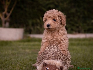 Caniche Toy perros - Anuncio 14