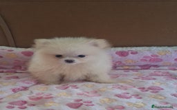 Pomerania perros en venta: Pomerania  - Imagen 4