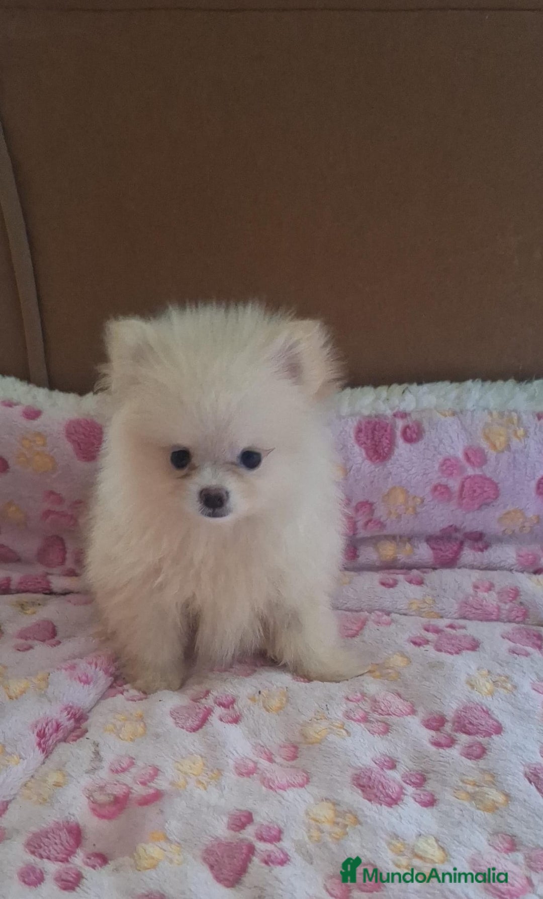Pomerania perros en venta: Pomerania  - Imagen 4