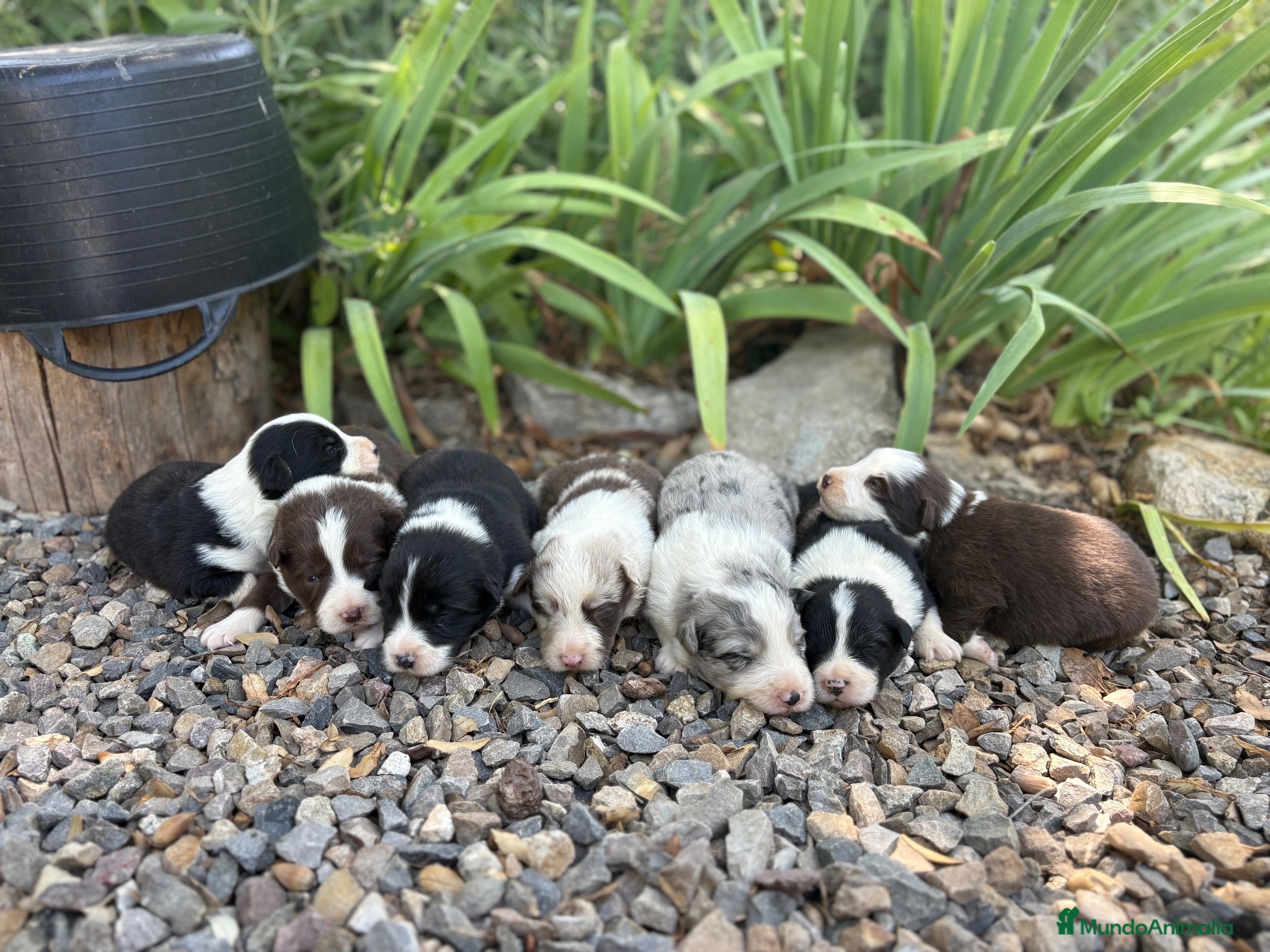 Border Collie perros     Border Collie de excelencia ⭐ - Anuncio 2