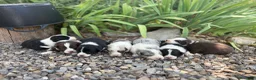 Border Collie perros en venta:     Border Collie de excelencia ⭐ - Anuncio 1