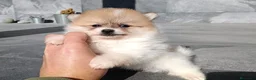 Pomerania perros en venta: Pomerania  - Anuncio 1