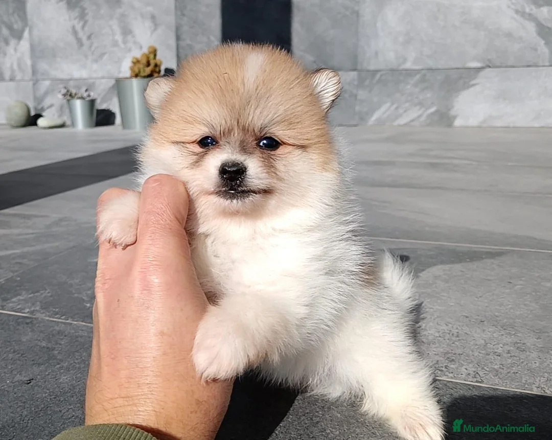 Pomerania perros en venta: Pomerania  - Anuncio 1