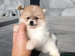 Pomerania perros Pomerania - Anuncio 2