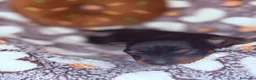 Pinscher Miniatura perros en venta: Pinscher Miniatura  - Anuncio 12