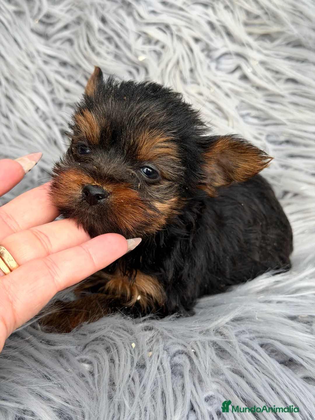 Yorkshire Terrier perros en venta: Yorki mini Toy  - Anuncio 2