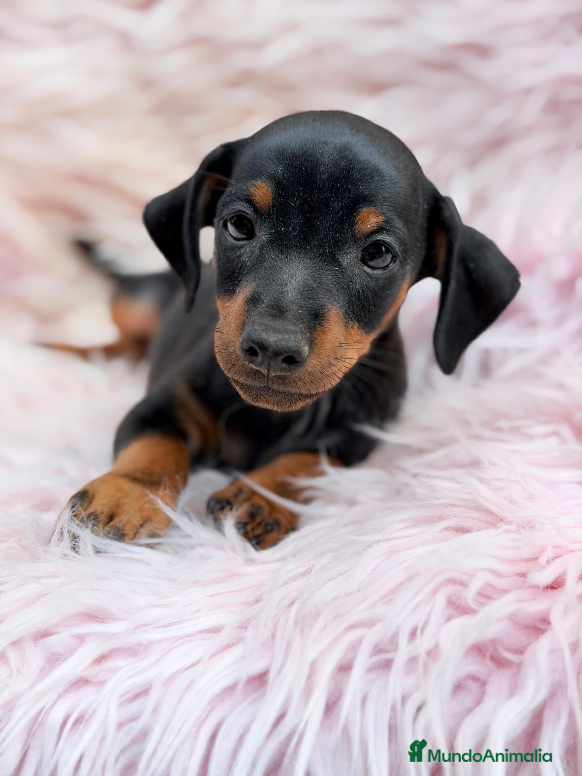 Pinscher Miniatura perros Hembra negra mini pinscher🐾 - Anuncio 1