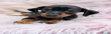 Pinscher Miniatura 1