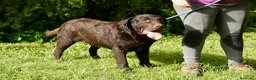 Labrador Retriever perros en venta: Cachorros de Labrador Retriever Negros - Anuncio 10