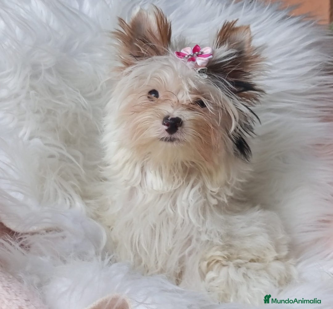 Biewer Yorkshire Terrier a la Pom Pon perros en venta: Hembra Yorkshire Biewer toy - Imagen 1