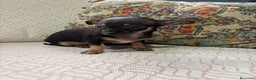 Chihuahua perros en venta: Chihuahua Toy hembra negro - Anuncio 11