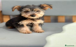 Yorkshire Terrier perros en venta: Yorkshire toy - Imagen 7