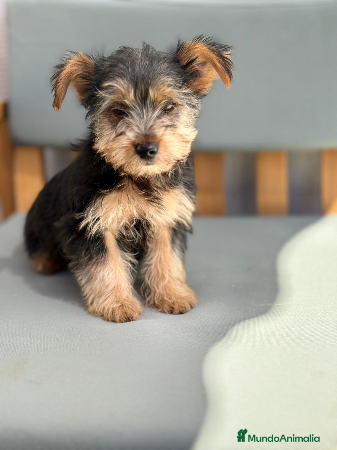 Yorkshire Terrier perros en venta: Yorkshire toy - Imagen 7