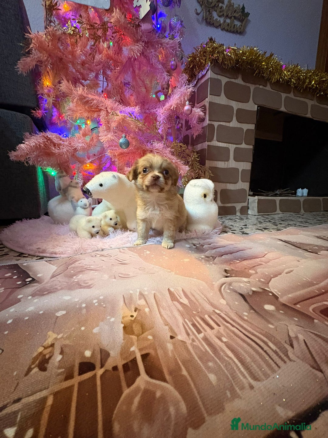 Chihuahua perros en venta: Chihuahua toy pelo largo  - Anuncio 8